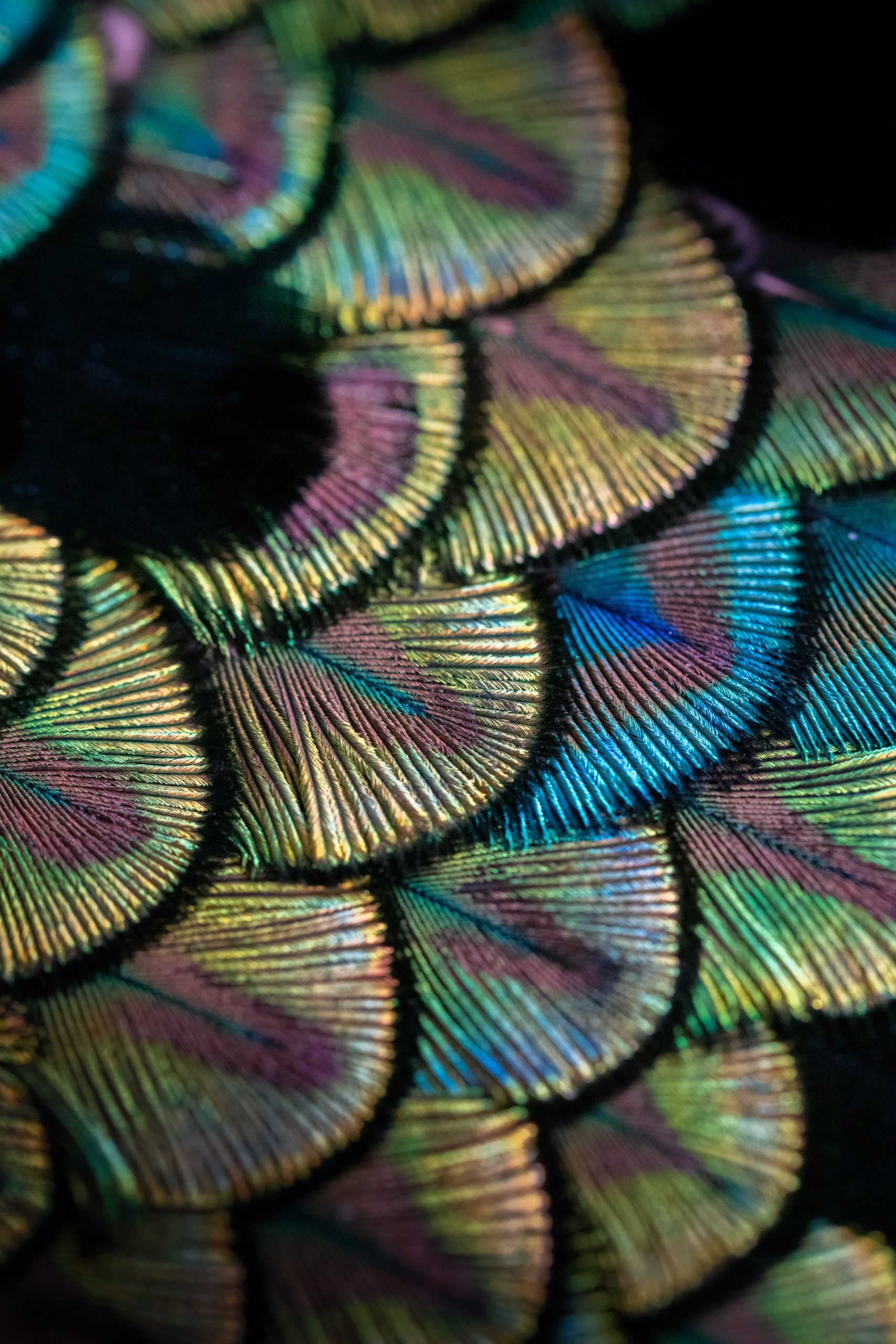 Divas’ Dream Peacock Dischi - Image 7