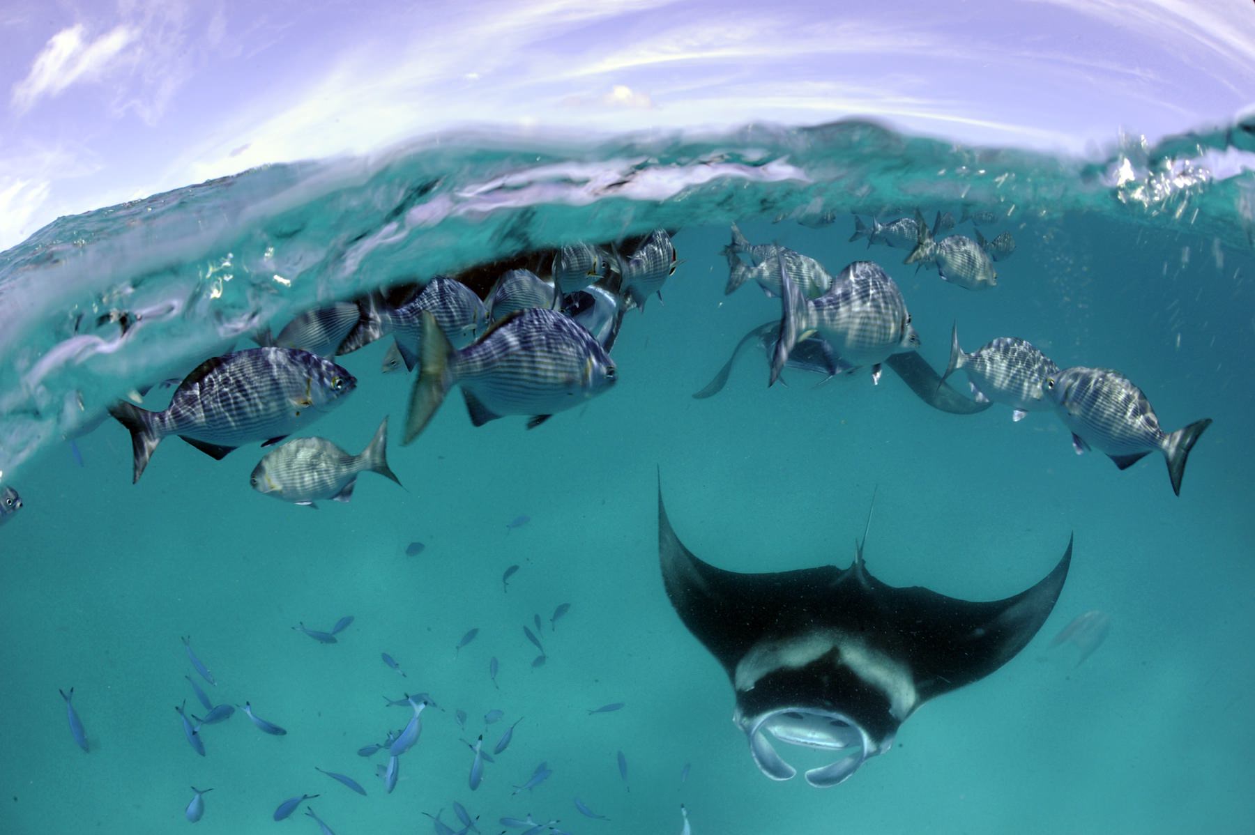 Patravi ScubaTec Maldives - Image 2