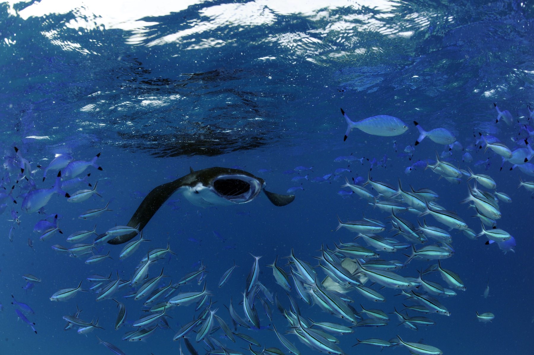 Patravi ScubaTec Maldives - Image 4