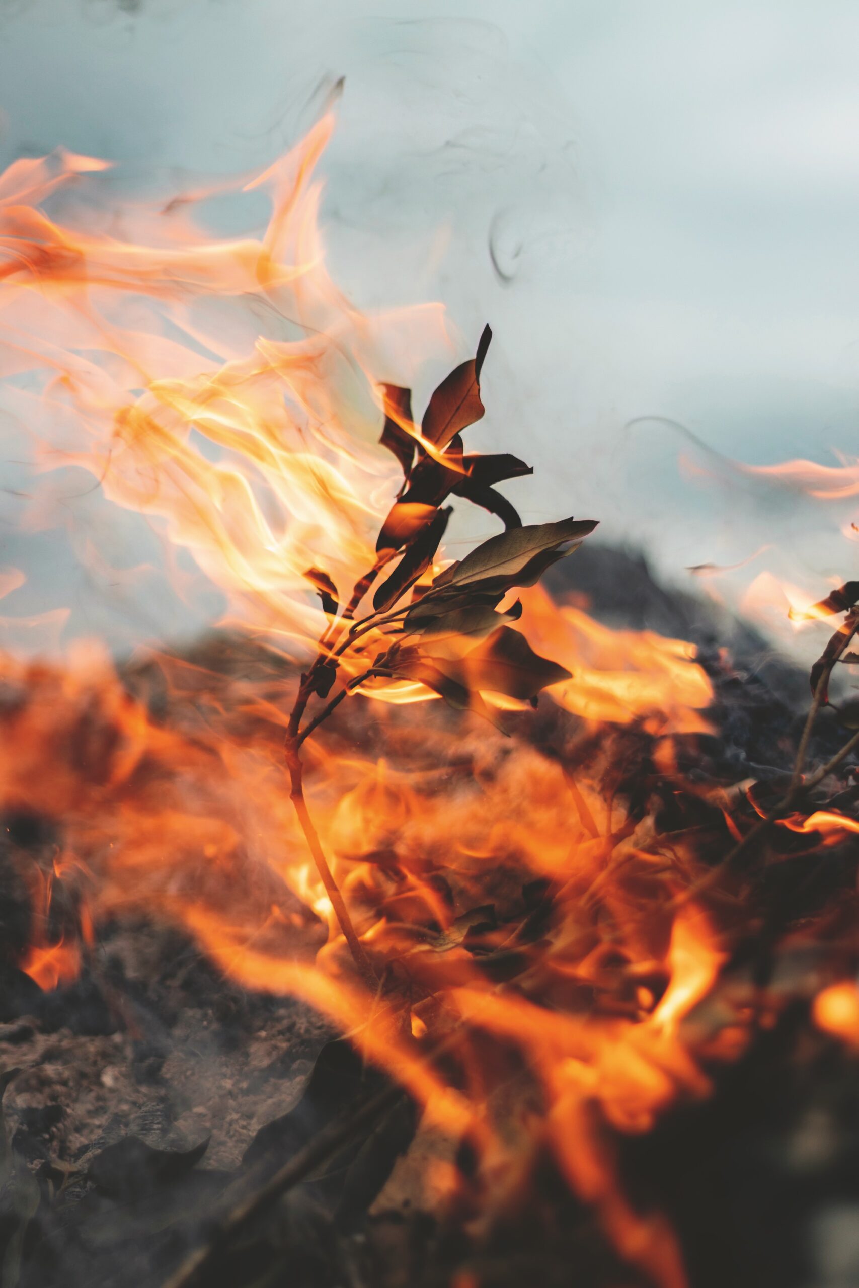 Coulson Limited Edition - Image 6