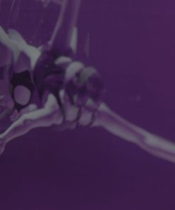 Alternative view of Hölstein Edition 2023