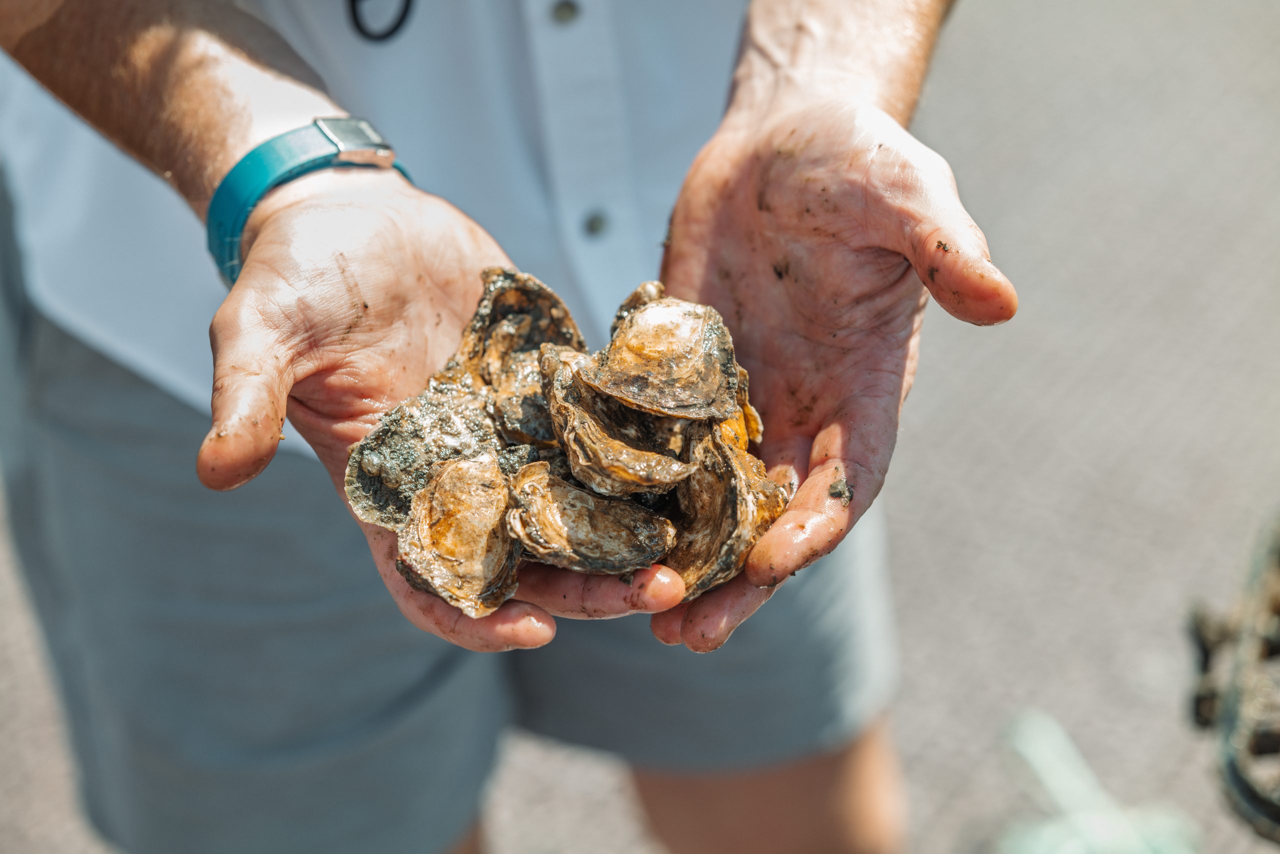 New York Harbor Limited Edition II - Image 2