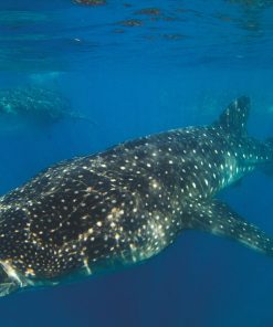 Alternative view of Whale Shark Limited Edition