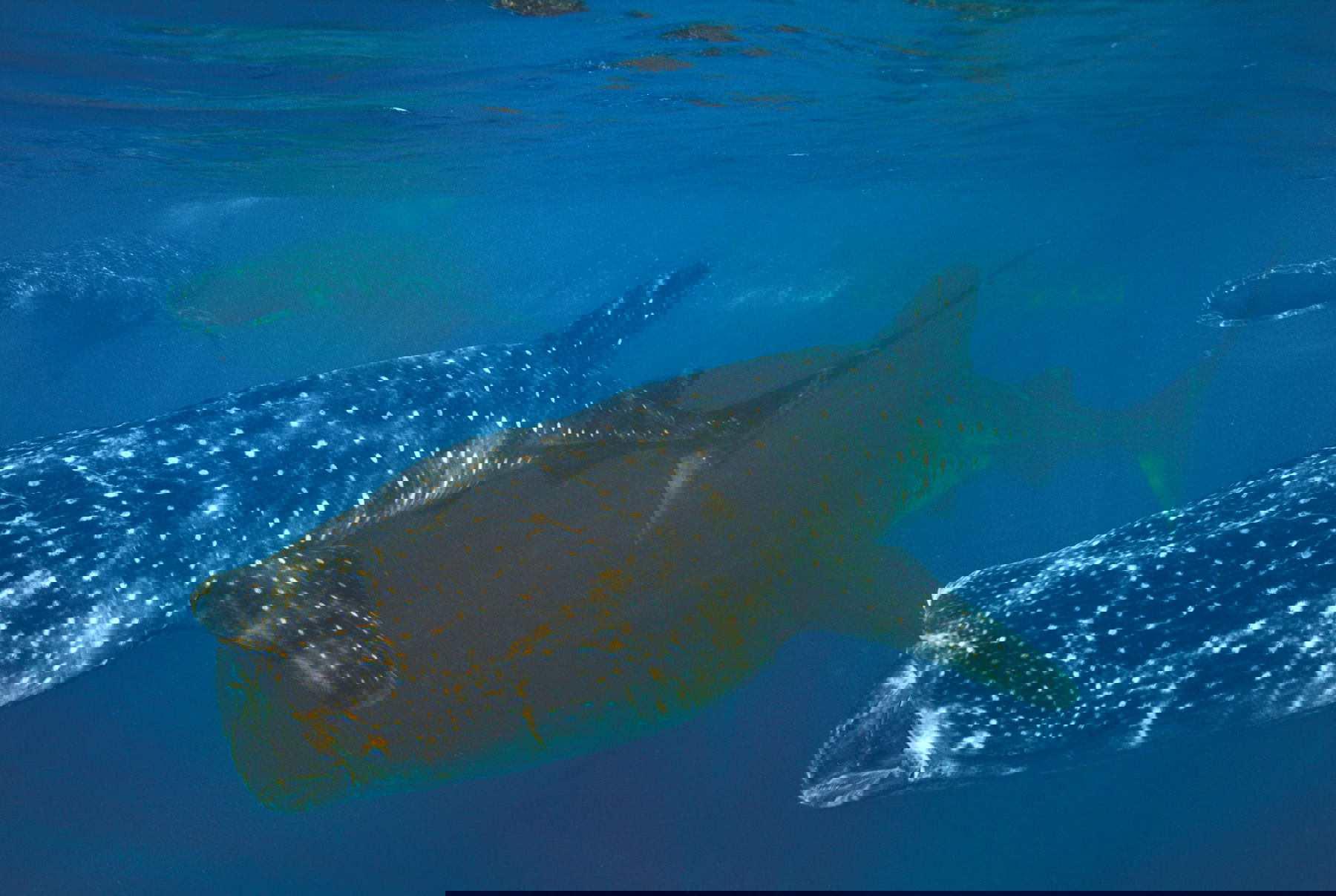 Whale Shark Limited Edition - Image 2